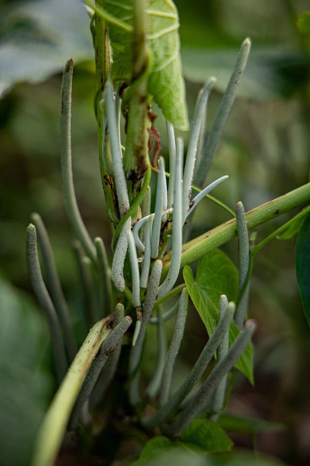 Image of Kamamba