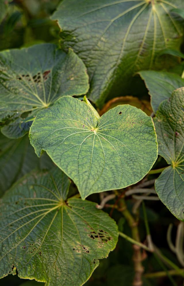 Image of Kamamba