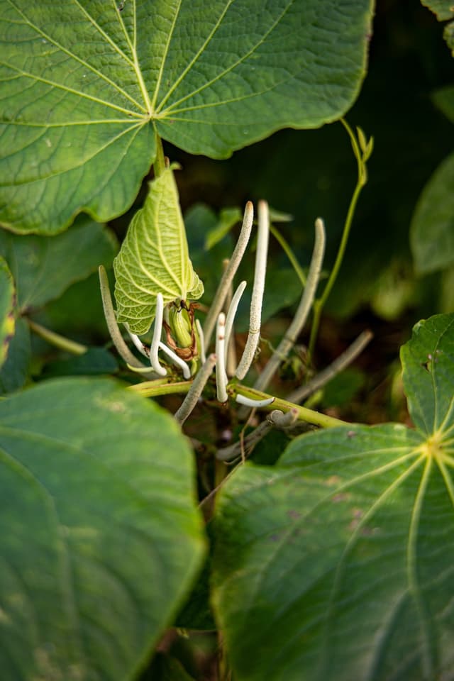 Image of Kamamba