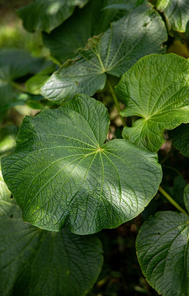 Image of Kamamba