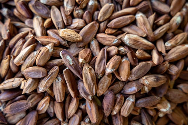 Image of Pili